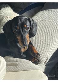 Accoppiamento bassottina nano Merche