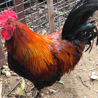 Gallo marans nero ramato