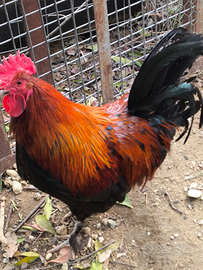 Gallo marans nero ramato