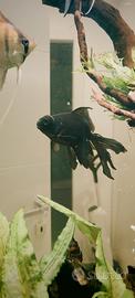 Pesce oranda nero