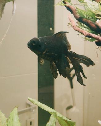 Pesce oranda nero