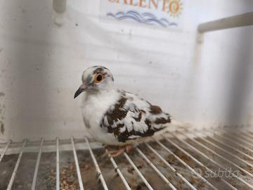 Tortora diamantina femmina