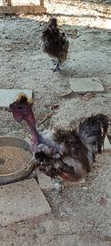 Coppia galline moroseta