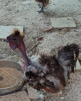 Coppia galline moroseta