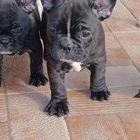 Cuccioli Bulldog Francese
