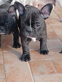 Cuccioli Bulldog Francese
