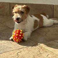 Cuccioli Jack Russell pelo ruvido