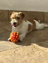 Cuccioli Jack Russell pelo ruvido
