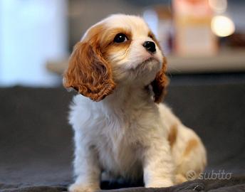 Cuccioli di Cavalier King con pedigree