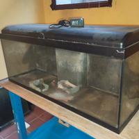 acquario 