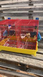 Canarini spagnoli 2025