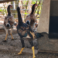 Galli shamo combattenti