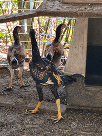 Galli shamo combattenti