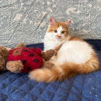Gattine siberiane ipoallergeniche
