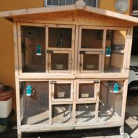 vogliera più 4 inseparabili