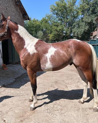 Cavallo