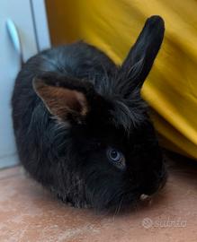 Coniglio testa di leone