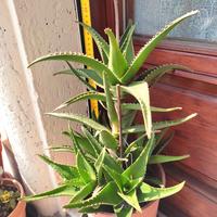 pianta aloe con fiore 