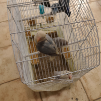 Inseparabile allevate a mano