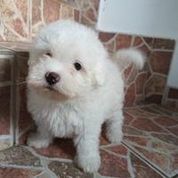 Cucciolo maltese