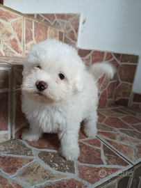 Cucciolo maltese