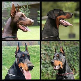 Cuccioli dobermann