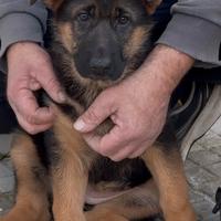 Super cucciolo Pedigree Rosa selezionata