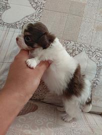 Chihuahua femmina