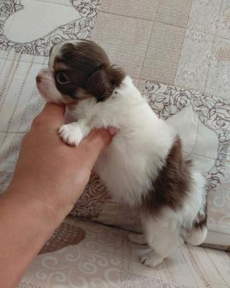 Chihuahua femmina