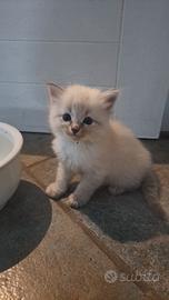 cuccioli siberiani 2 maschietti