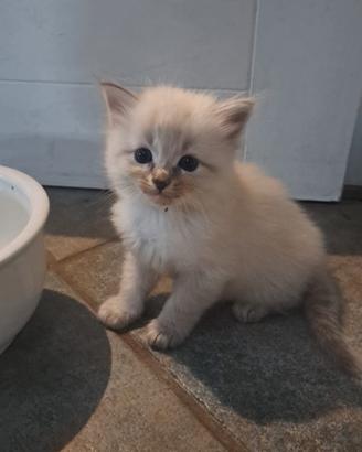 cuccioli siberiani 2 maschietti