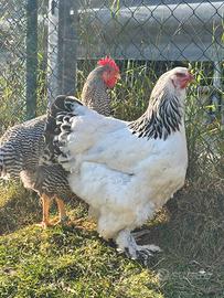 Galline brahma