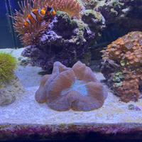 Trachyphyllia non spedisco