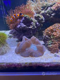 Trachyphyllia non spedisco