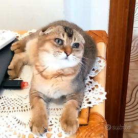 Gattino maschio Scottish Fold 