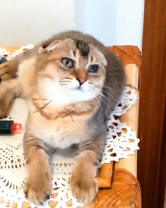 Gattino maschio Scottish Fold 