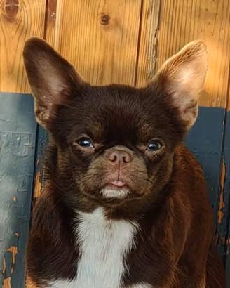 Chihuahua Pedigree ENCI/FCI per ACCOPPIAMENTO