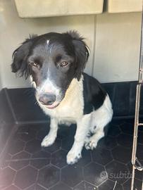 Springer braccopointer da tartufo
