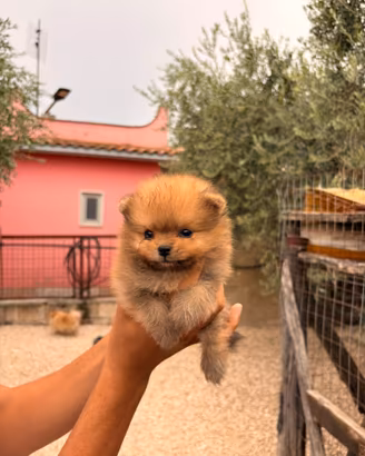 Spitz