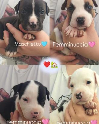 Amstaff
