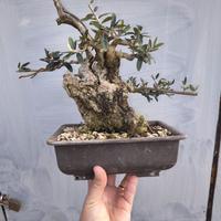 Bonsai di Olivastro shohin