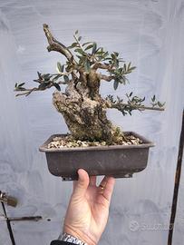Bonsai di Olivastro shohin