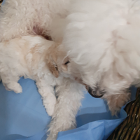 Barboncino razza nana