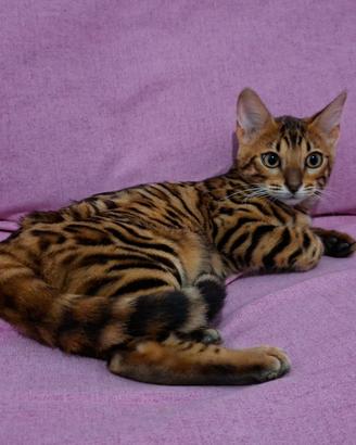 gattini bengala