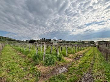 TER. AGRICOLO A FRASCATI