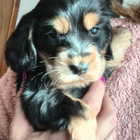 Cocker Spaniel inglese con pedigree enci