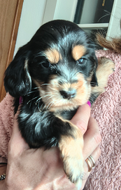 Cocker Spaniel inglese con pedigree enci