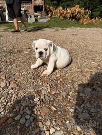 Bulldog Inglese