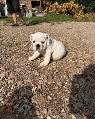Bulldog Inglese