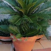  Cicas cycas con vaso in terracotta 